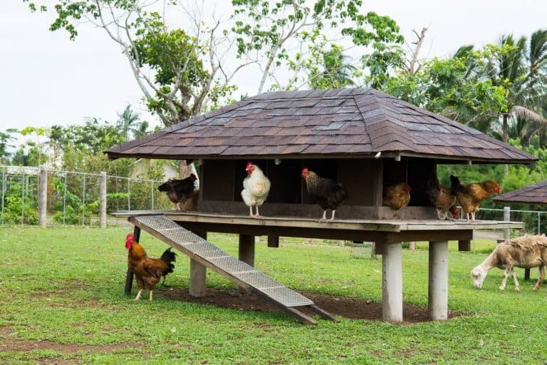 11 Essentials You Need To Install In Your Chicken Coop