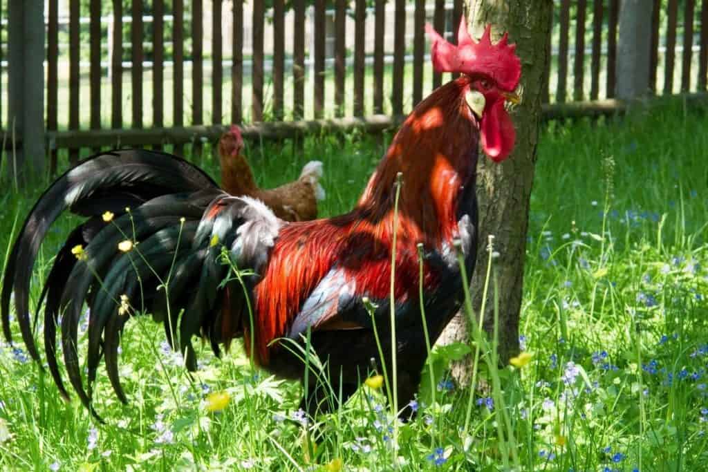 age full grown rooster