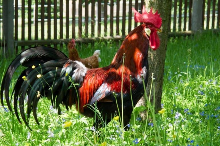 At What Age Is A Rooster Full-Grown? (Fertility, Crowing, etc.)