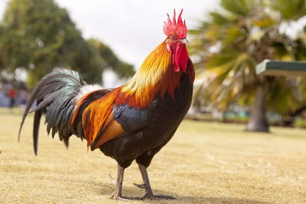 Are Hens Happier with a Rooster?