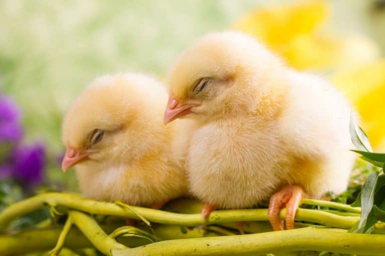 Do Baby Chickens Sleep A Lot? (Should you worry about it?)