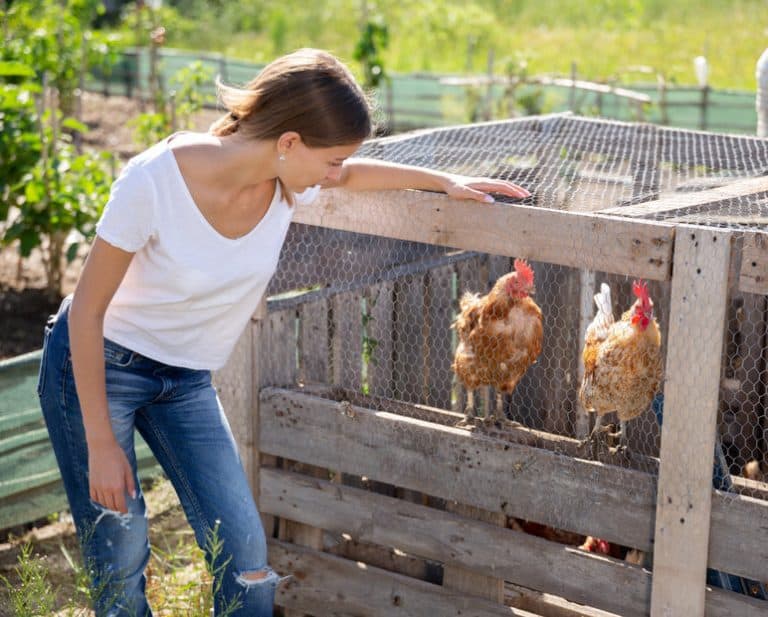 Can Chickens Stay in the Coop All Day? (Plan your next trip)