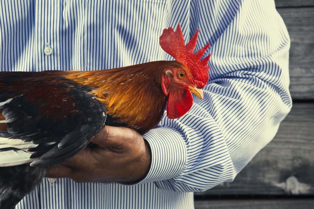how to neuter a rooster