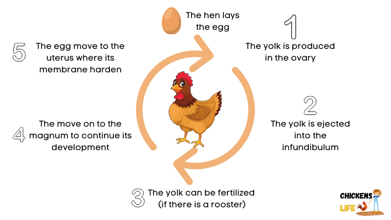 how chickens lay eggs