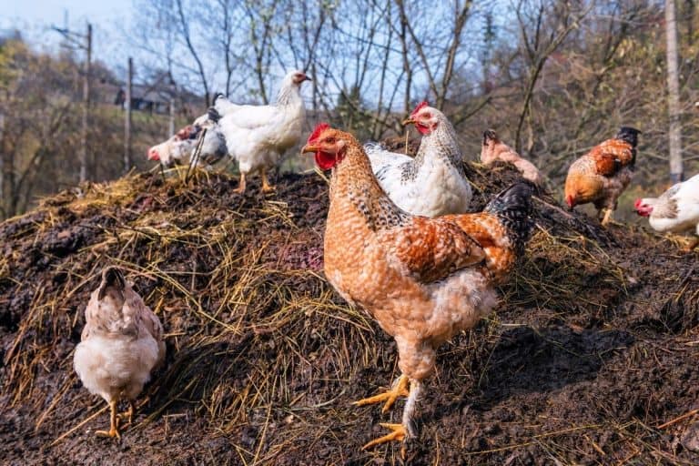 is chicken manure good for grass