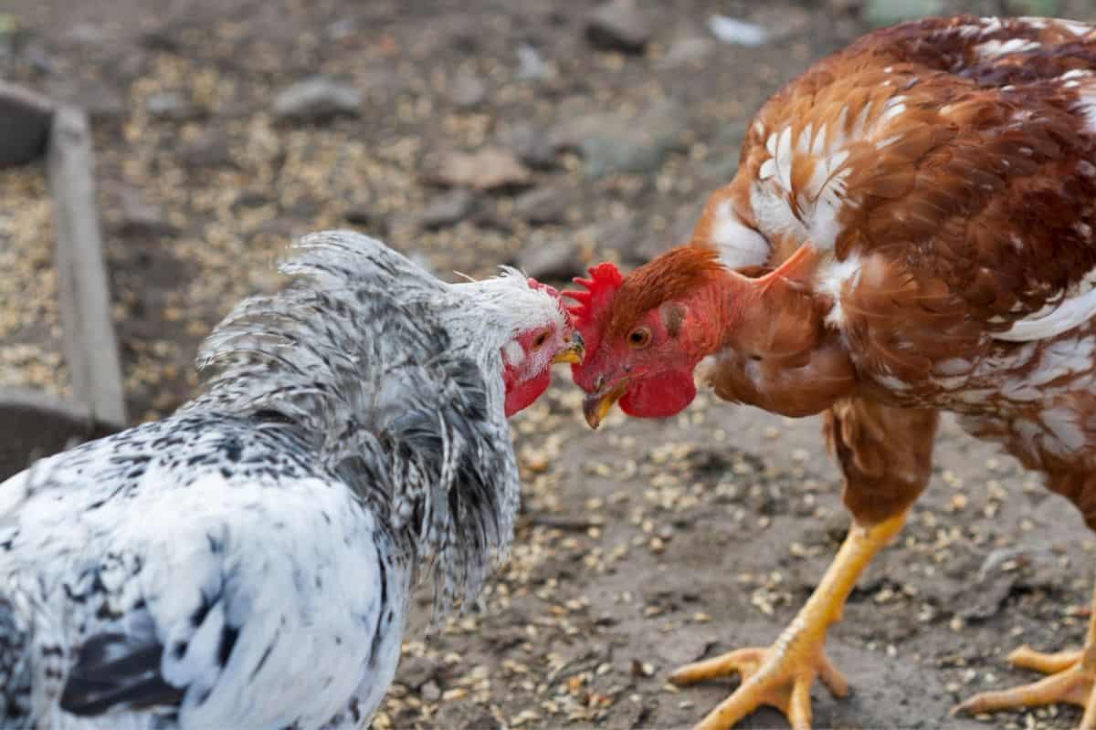 Why do chickens kill other chickens?