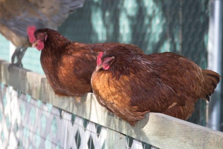 Do Chickens Dream? (and what are they dreaming about)