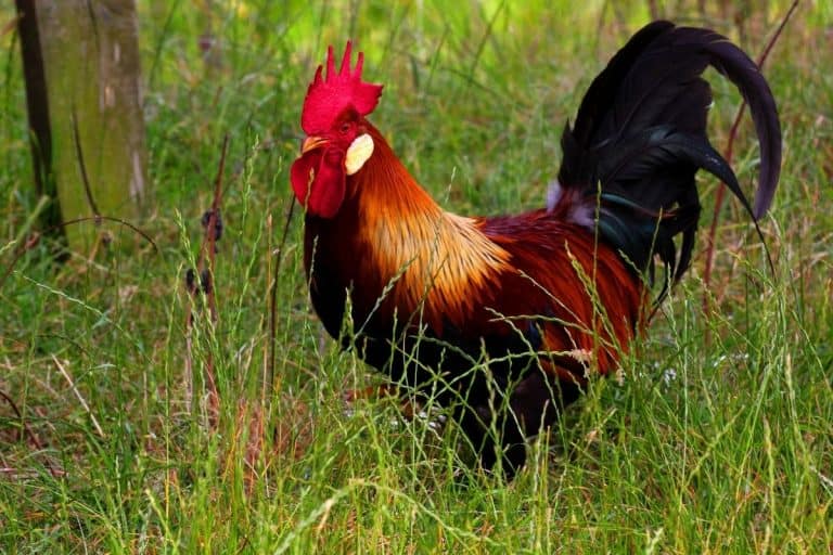 Can Roosters Lay Eggs? (and why you need them)