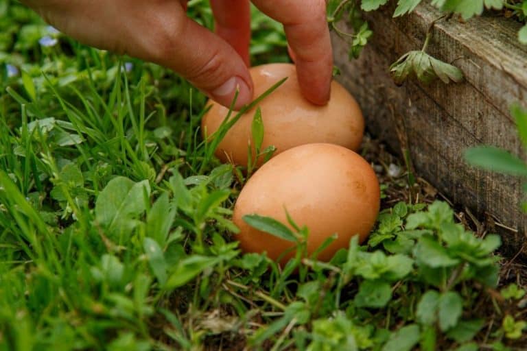 How Long Can an Egg Be Cold Before it Dies? (+Tips to save them)
