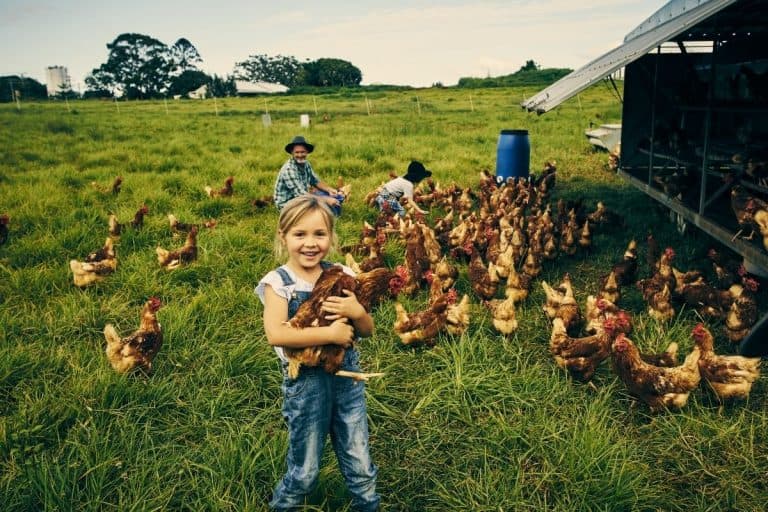 How to Tell if Chickens in your Flock are Happy? (15 signs)