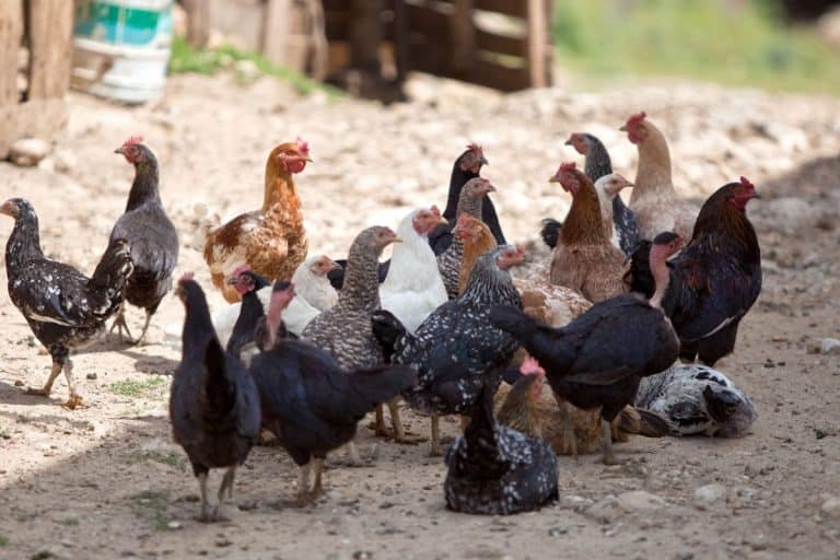 Are Chickens Noisy? (Truths, factors & tips)