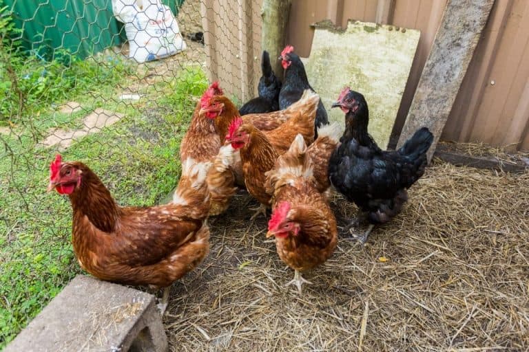 When to Butcher your Backyard Chickens? (Best age by breed)