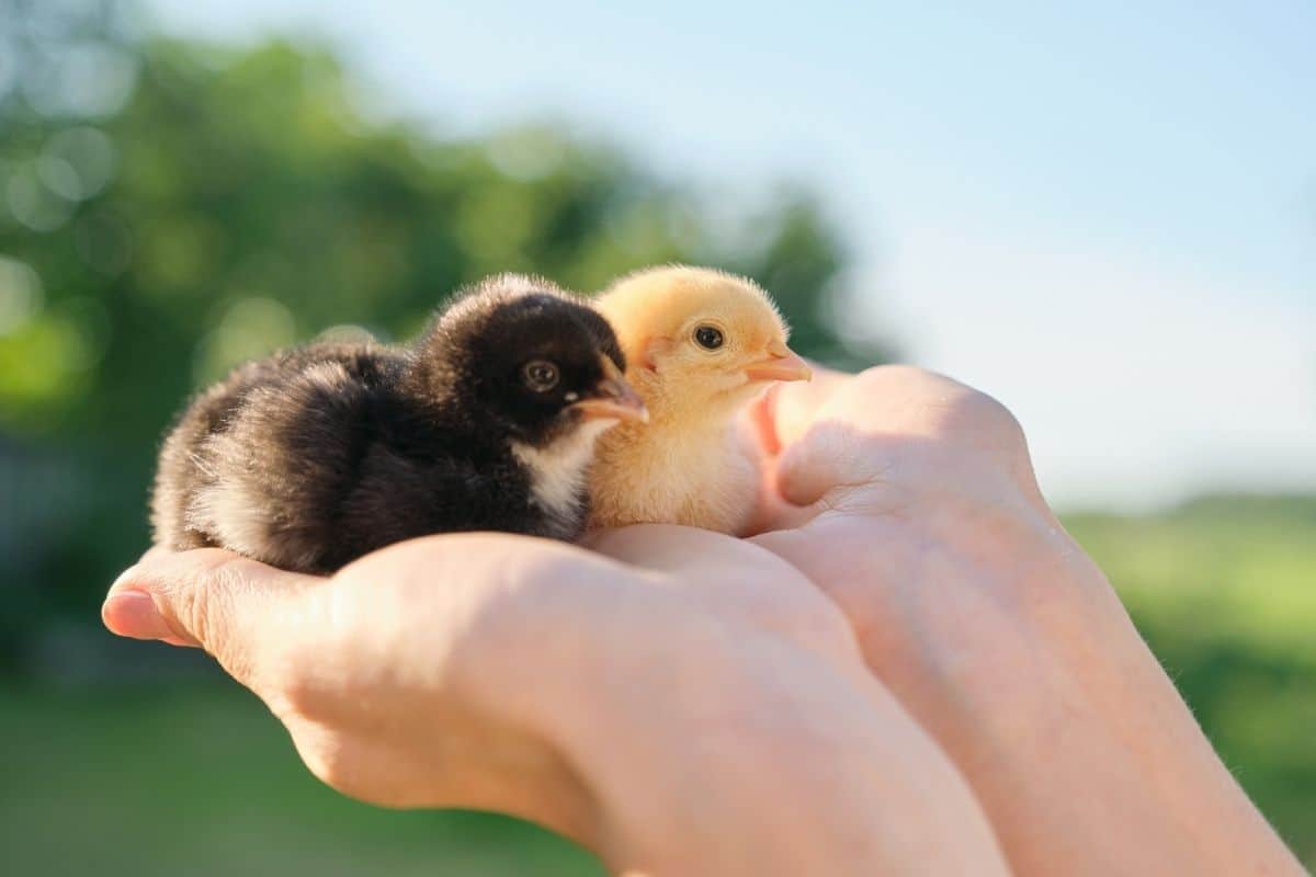 can baby chickens go in the water