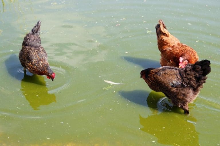 Can Chickens Swim? (Do they enjoy it?)