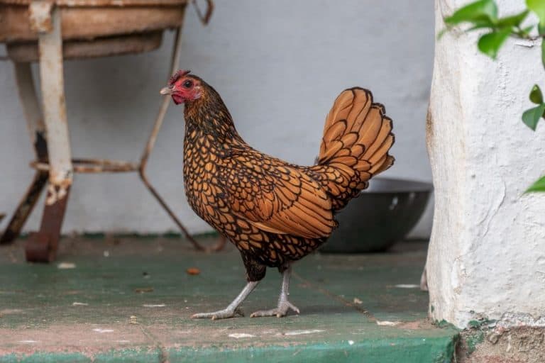 Can Chickens Survive Without a Coop?