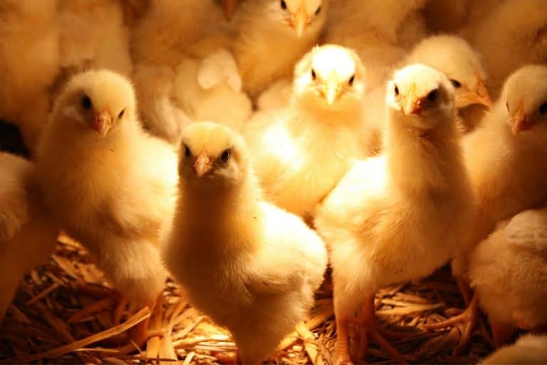 How Often Should You Clean A Chicken Brooder?
