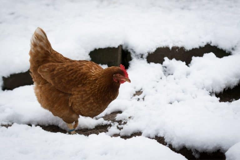Is It Bad For Chickens To Drink Cold Water?
