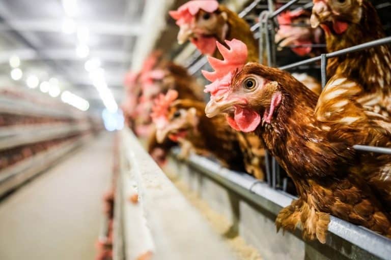 Can Chickens Feel Pain and Other Emotions? (Research data)