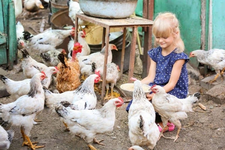 How Many Times A Day Should I Feed My Chickens?