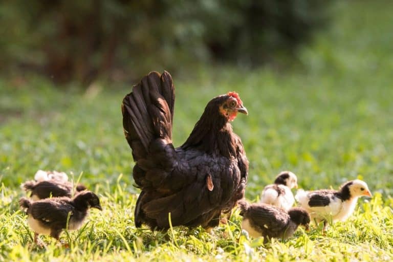 When Does A Baby Chicken Leave Its Mother?
