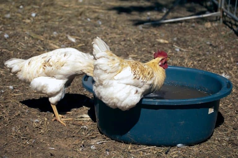 should you keep water in your chicken coop