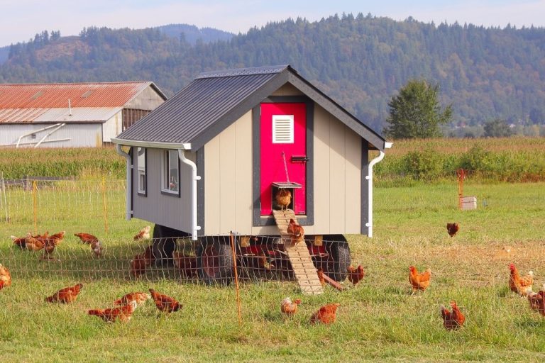 Does Your Chicken Coop Need Electricity? (Solutions & alternatives)