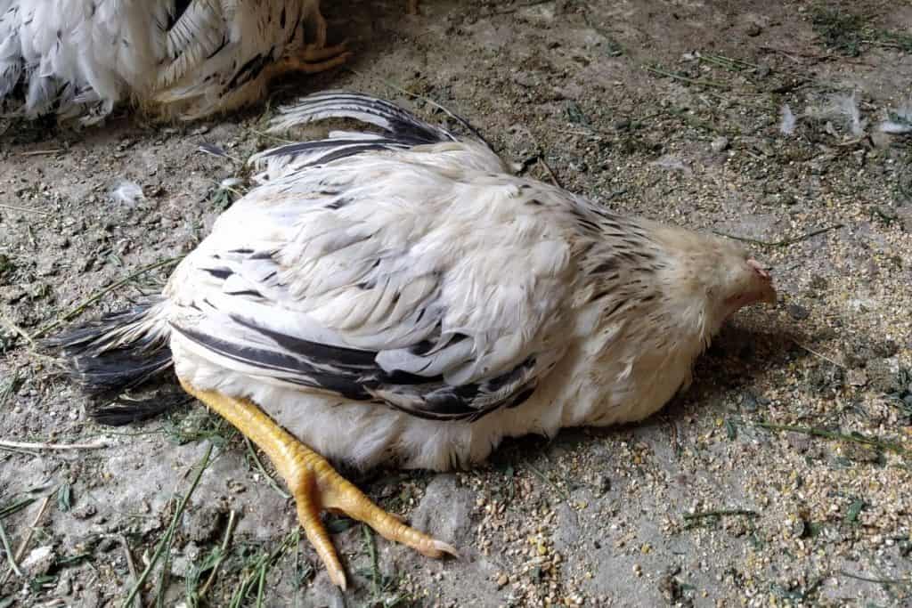 what can kill chickens