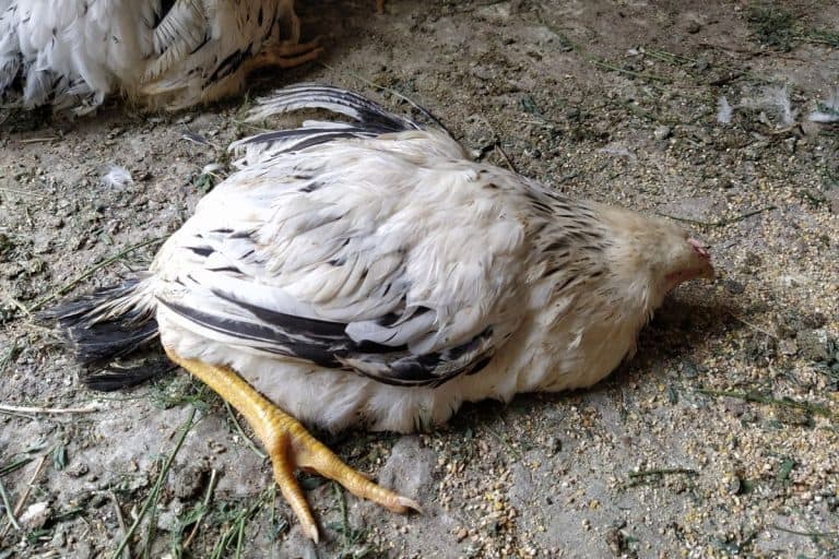 What Usually Kills Chickens? (The 8 Most Common Reasons)