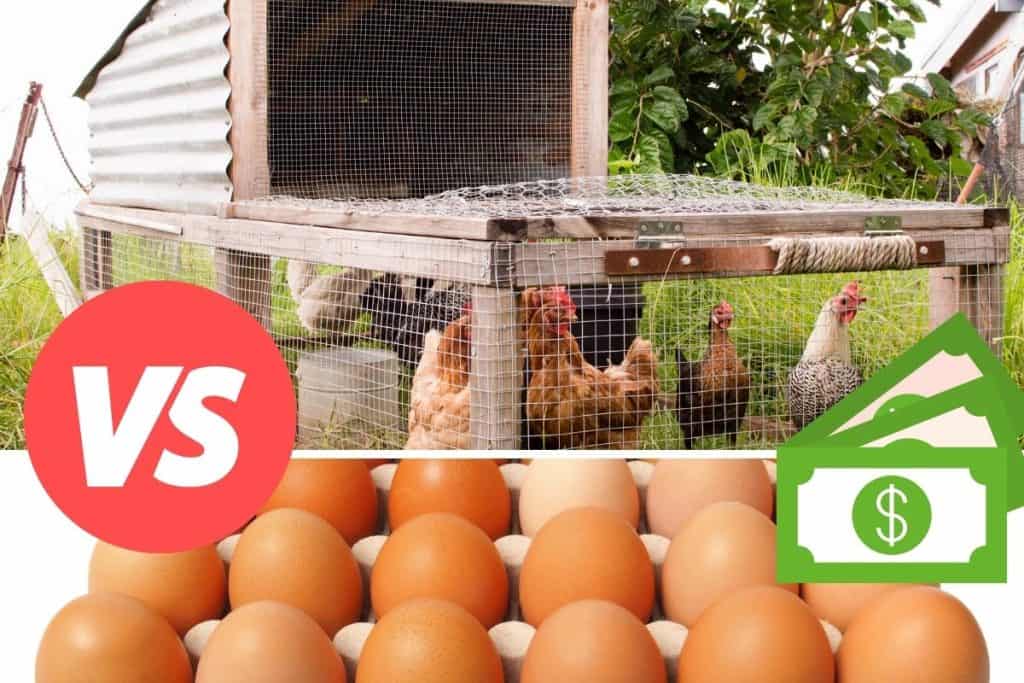 cost comparison buying eggs vs raising chickens