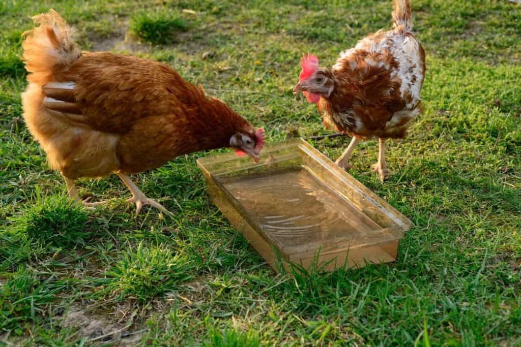 how to keep the chicken water clean