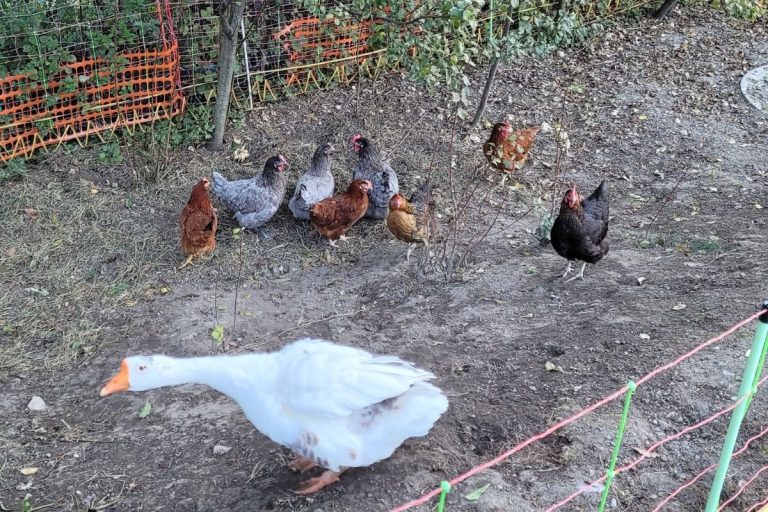 Is Mixing Chicken Breeds Bad? (Pros & cons)