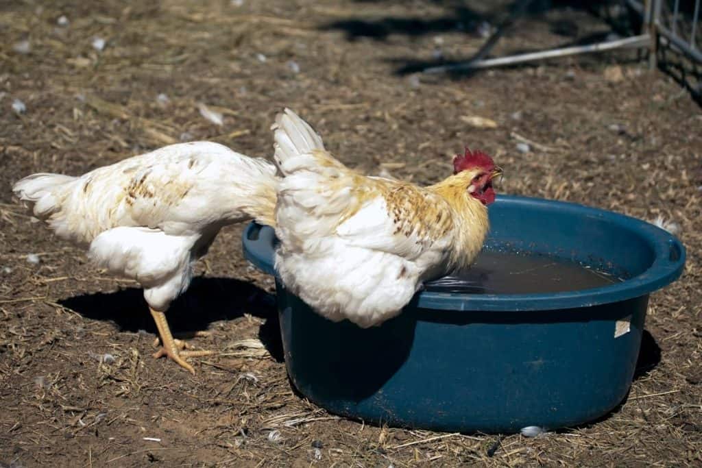 can I give a bowl of water to my chickens