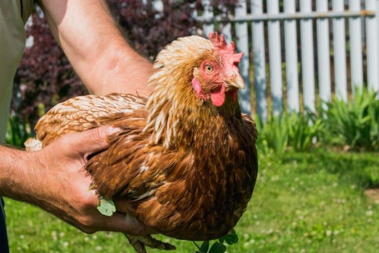 How Much Does It Cost To Buy A Chicken?