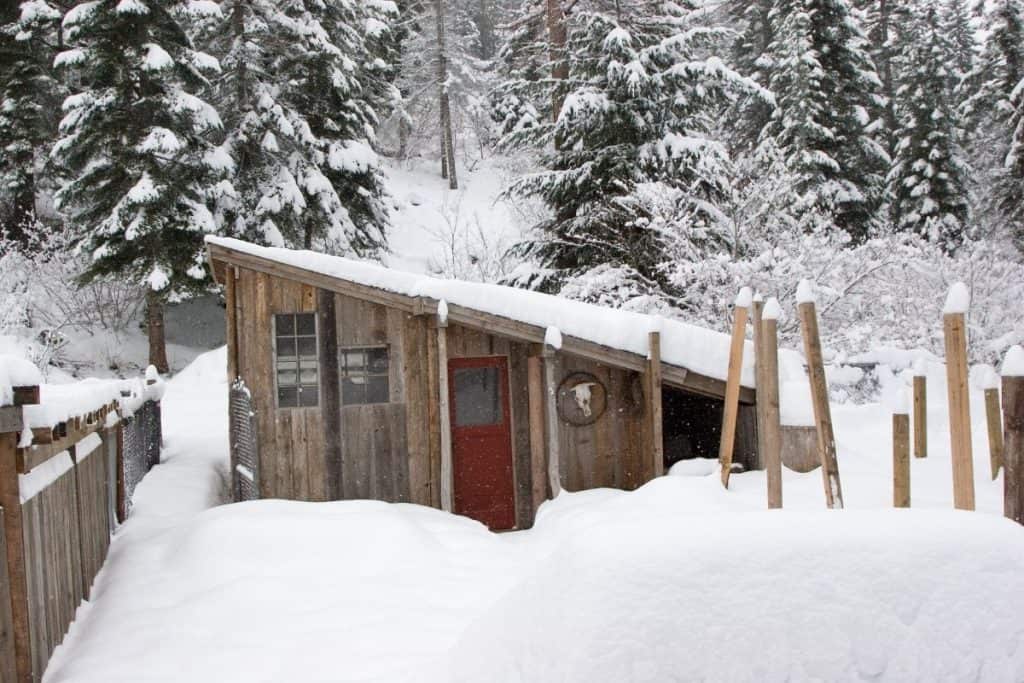 insulate chicken coop for winter