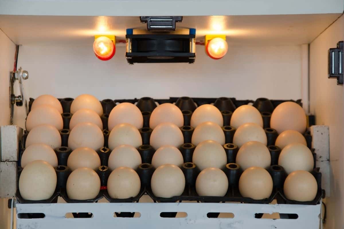 dry incubation method for chicken eggs