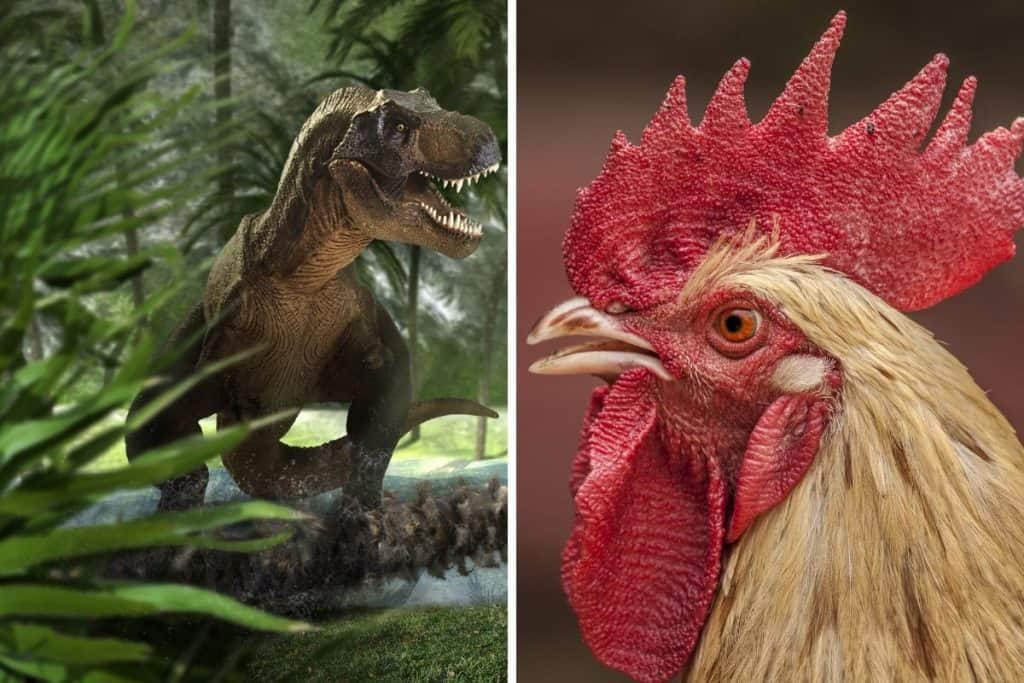 are chickens and dinosaurs related