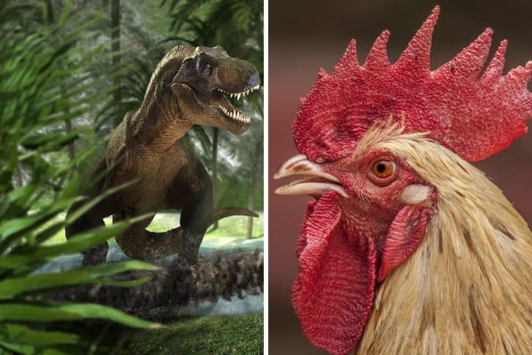 Are Chickens Dinosaurs? (What science says about this idea)