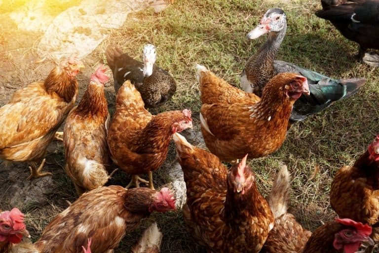7 Differences Between Chickens And Ducks