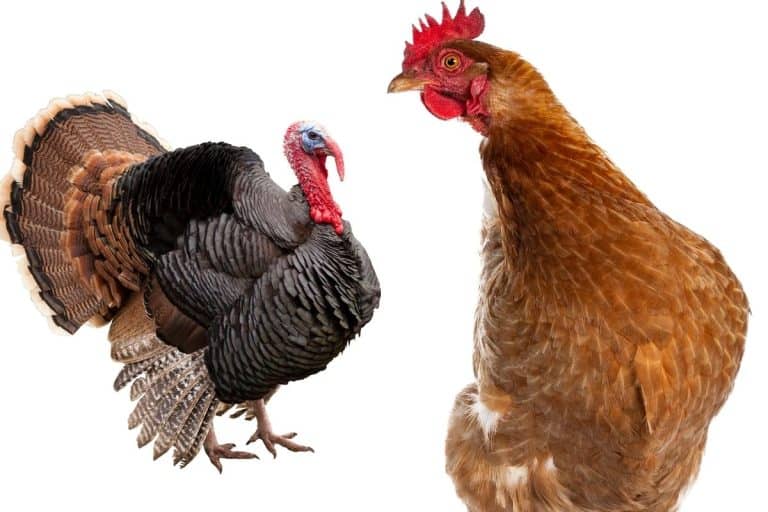 7 Differences Between Chickens And Turkeys 