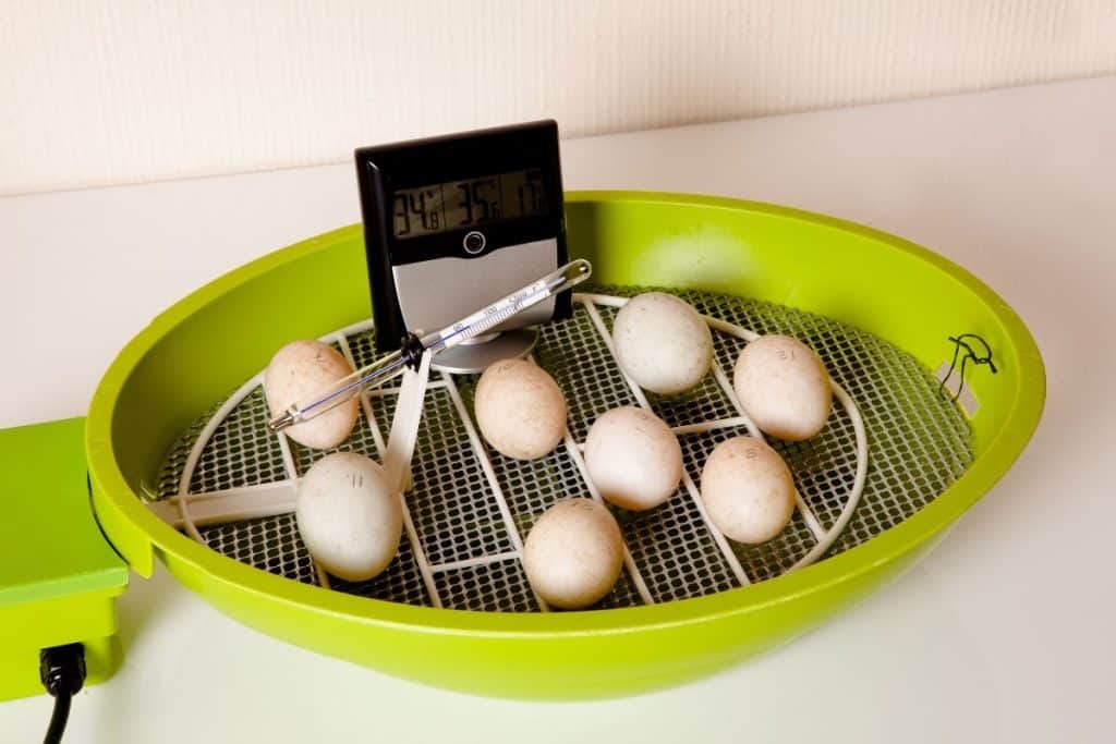 where to put the egg incubator
