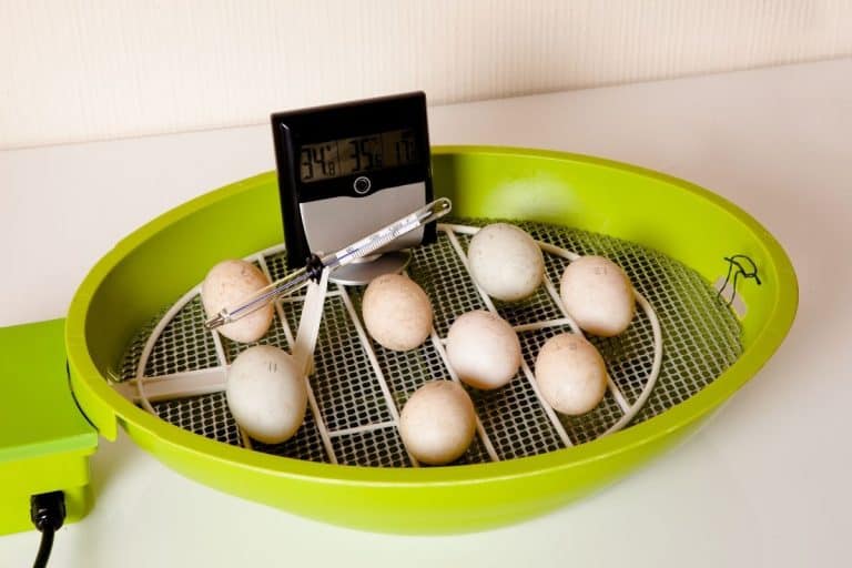 What Should The Level Of Humidity Be For Incubating Eggs?