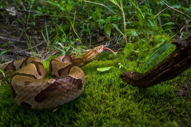 Can A Copperhead Snake Kill A Chicken?