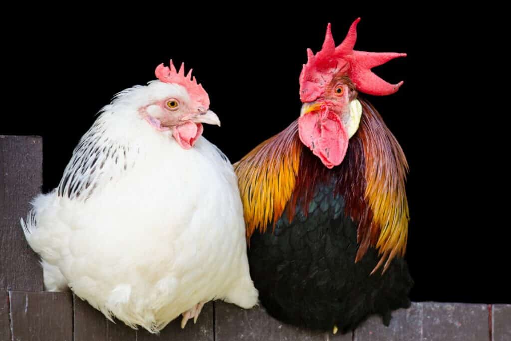 How Many Eggs Does A Rooster Fertilize At Once?