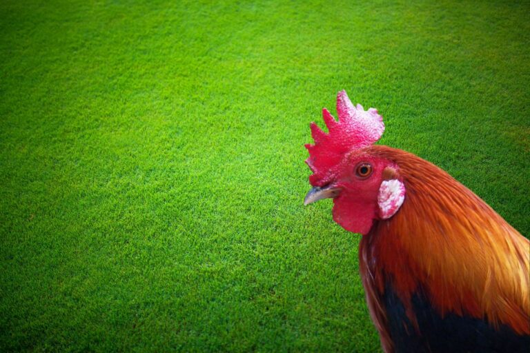 Will Chickens Ruin Your Grass? (Do this to stop them)