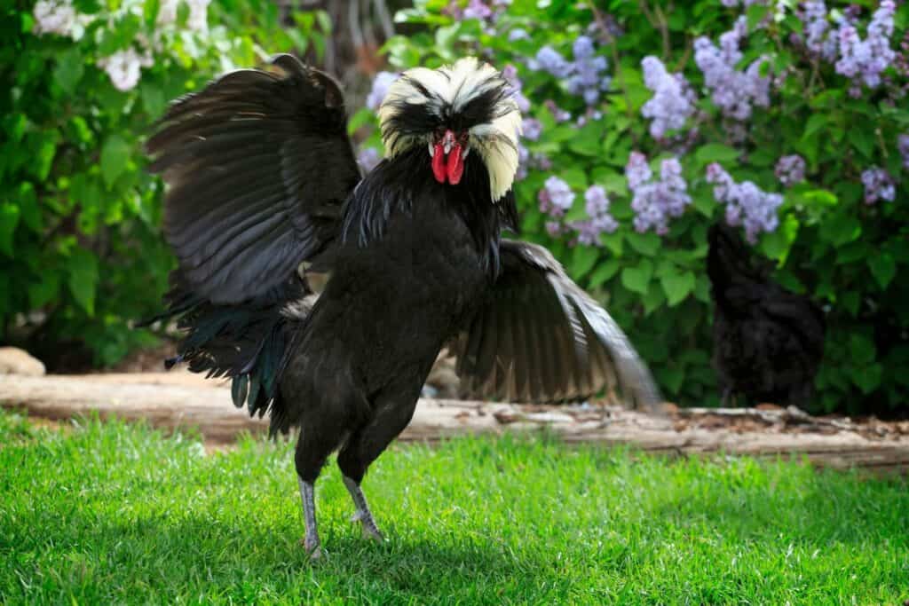 Why Do Roosters Flap Their Wings