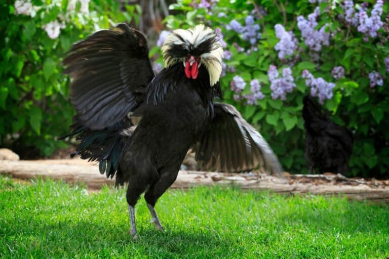 Why Do Roosters Flap Their Wings: 12 reasons you need to know