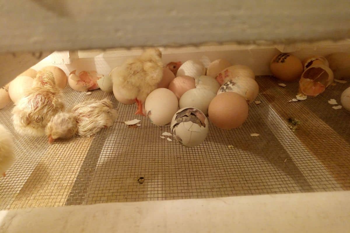 how long do chickens have to stay in the incubator after hatching