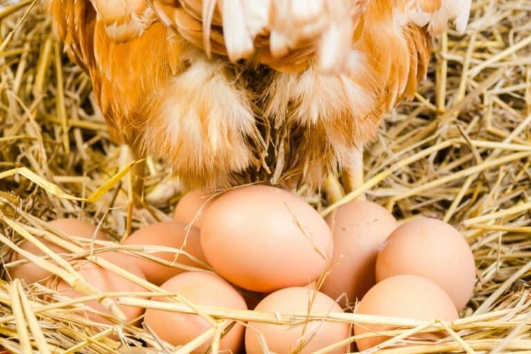 do chickens lay eggs all year