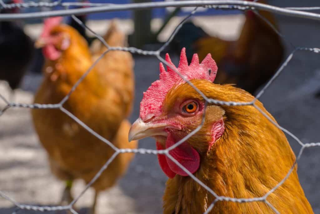 do chickens need fencing