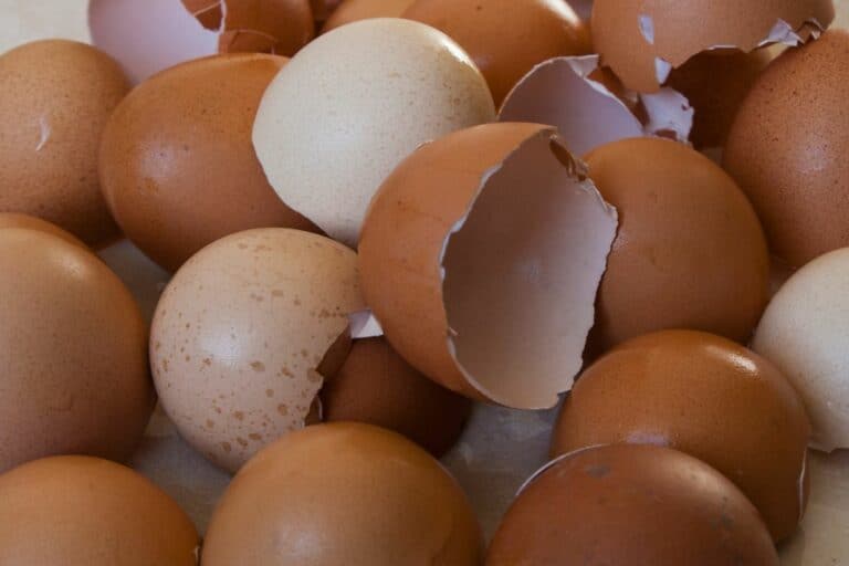 can you give eggshells to chickens